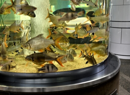 水族館の樹脂水槽